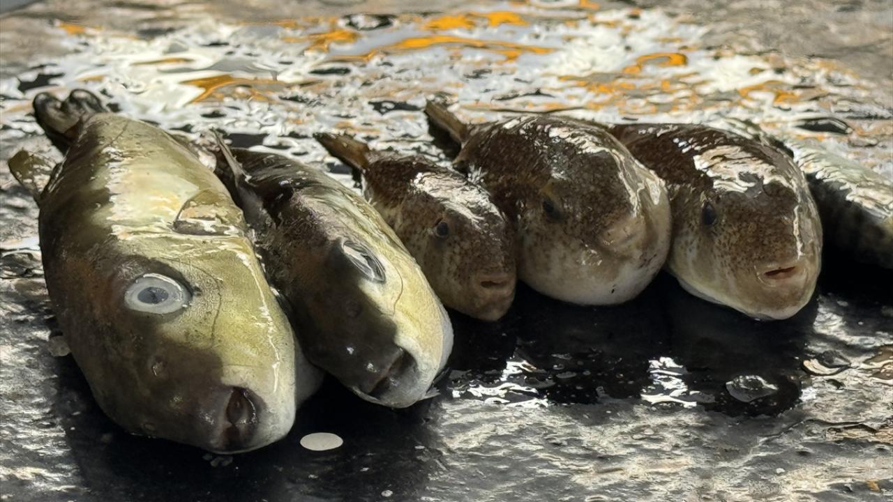 "Biz, bu sene epey miktarda balık verdik"