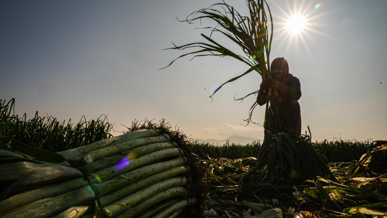 "Pırasa, kereviz soğuğu ve kırağıyı sever"