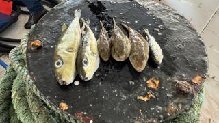 Doğu Akdeniz'de balon balığı avcılığı yaygınlaştı