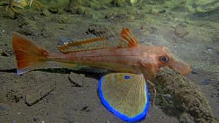 Marmara Denizi'ndeki kırlangıç balıkları