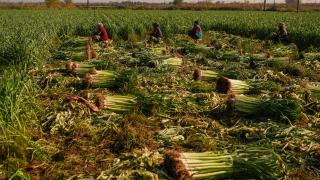 Kışlık sebze, hava şartları nedeniyle pazar tezgahına gecikmeli çıktı