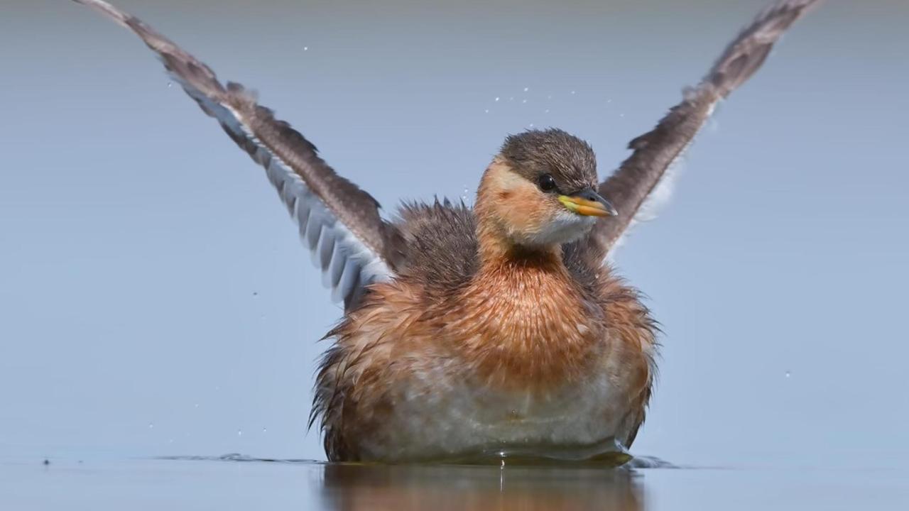 "Türkiye`de soyu tehdit altında olan 44 kuş türü var"