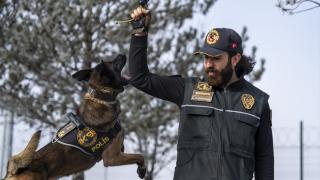 Narkotik dedektör köpeği "Şila", gizlenen pirinç tanesi kadar maddeyi dahi buluyor