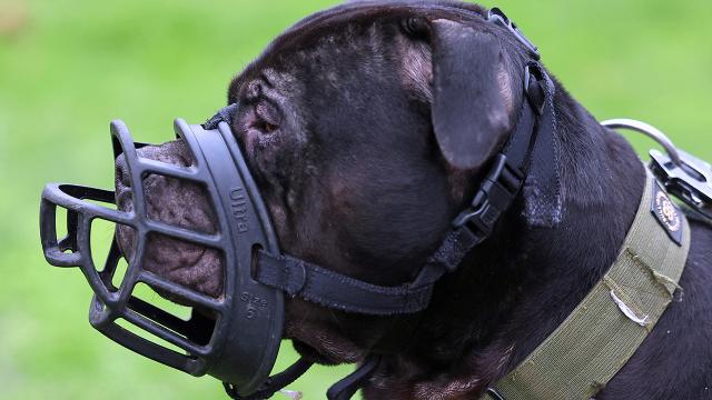 İngiltere ve Galler'de 12 Yaş Altı Çocukların Tehlikeli Köpeklerle Yalnız Bırakılması Yasaklanıyor