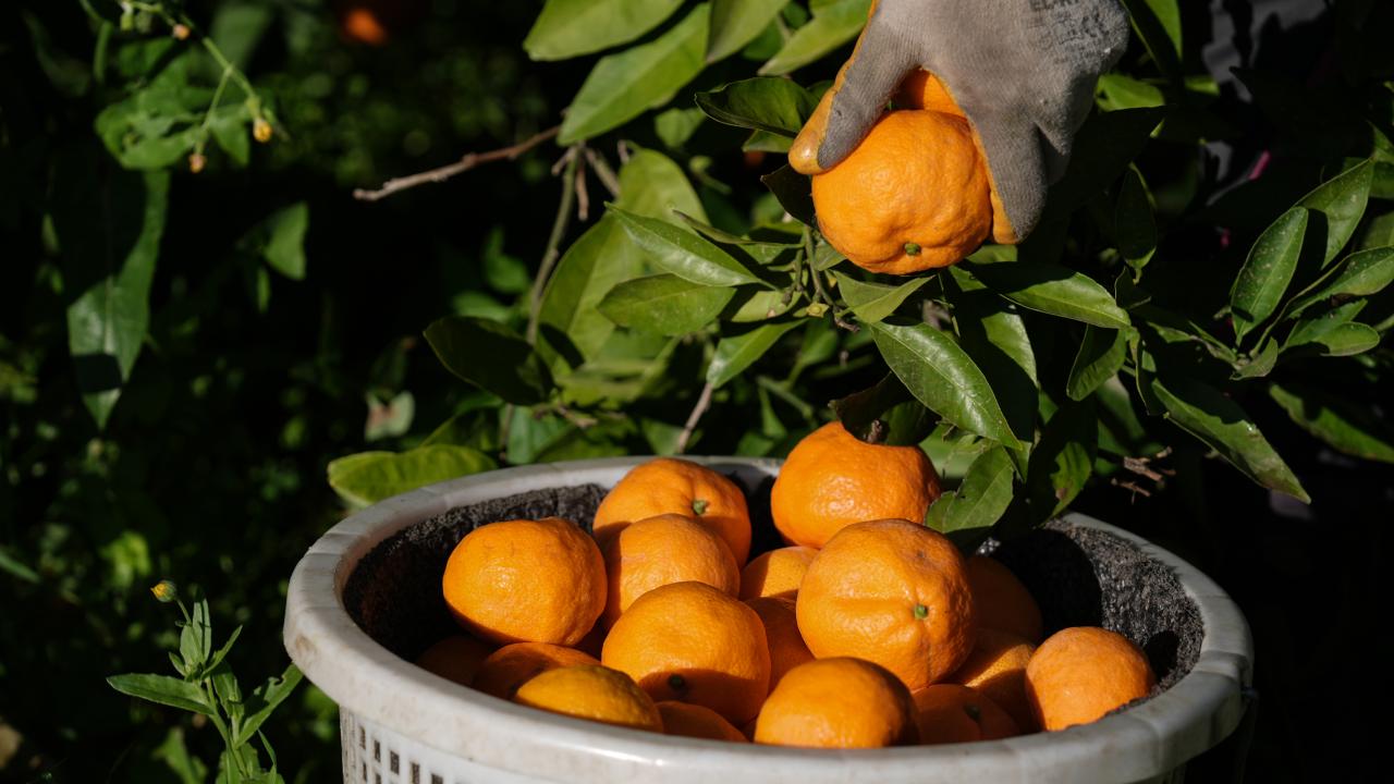 22 milyon dolarlık ihracat