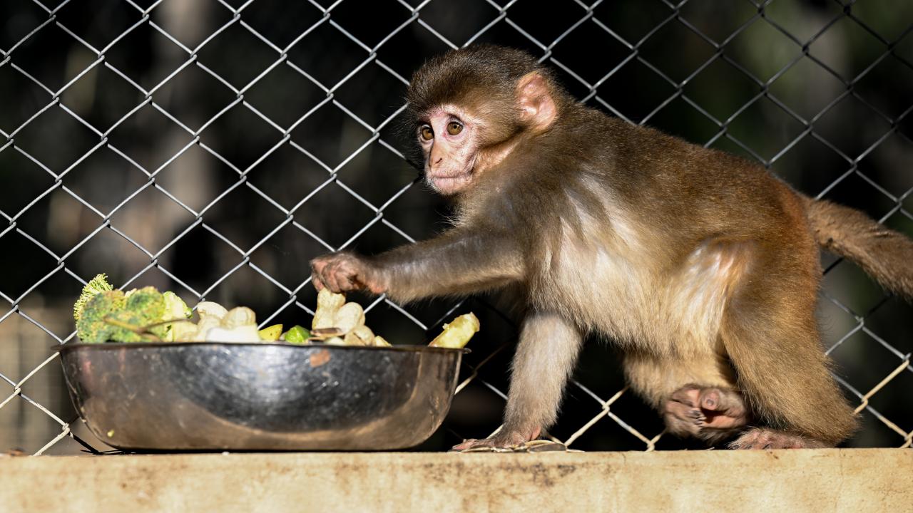 Kolide bulunan maymun yavrusu "Fıstık" yaşam parkının maskotu oldu