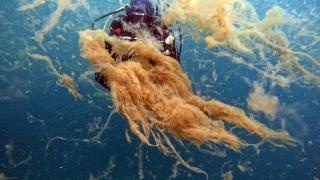 Gölcük Değirmendere’de sualtından müsilaj görüntülendi