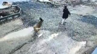 Başıboş köpeğin çocuğa saldırı anı kamerada