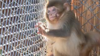 'Minik' yeni yuvasında