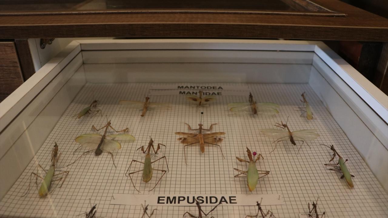 Müzede Türkiye`den ve yurt dışından böcek çeşitleri var