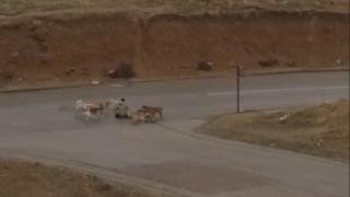 Ankara'da başıboş köpekler yere yatırdıkları kişiyi defalarca ısırdı