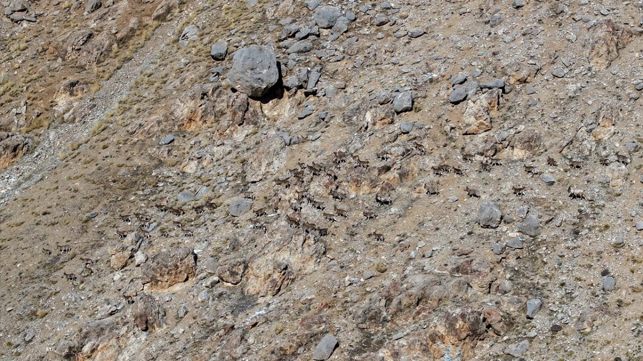 "Dağlar hayvanlarla dolu"