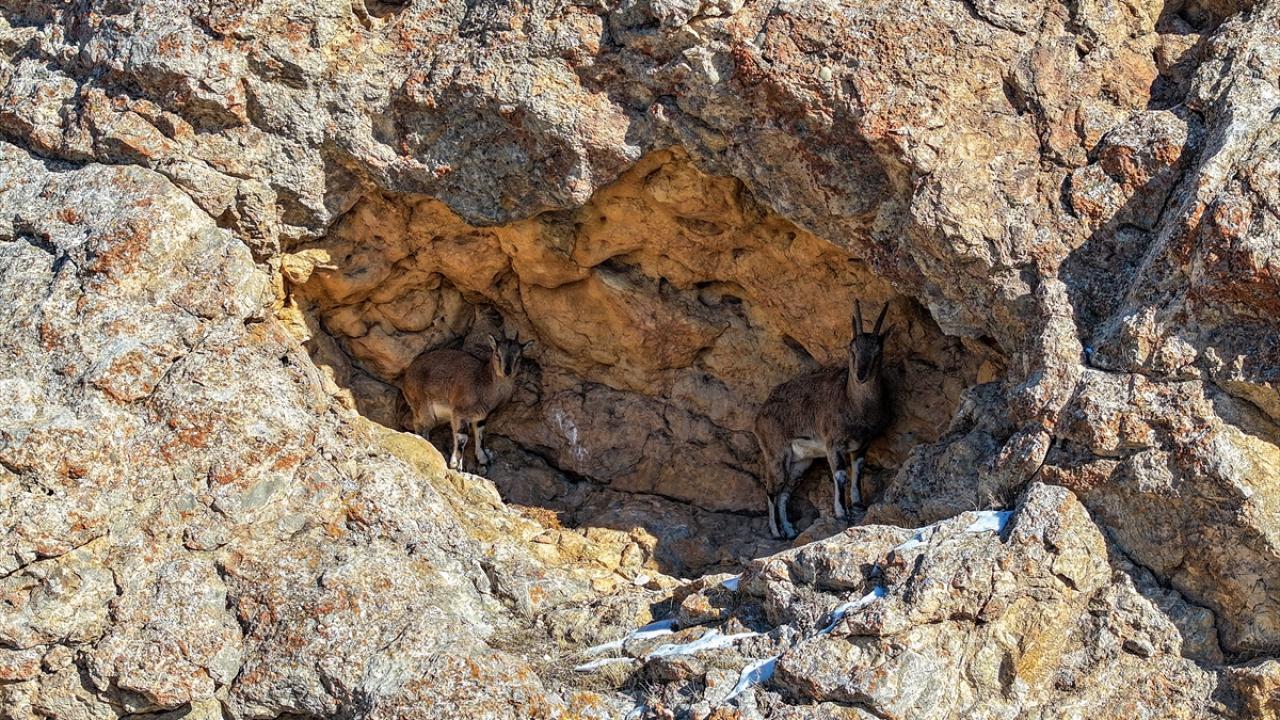 "Gittiğimiz bölgede yaklaşık 50 yaban keçisini bir arada gördük"