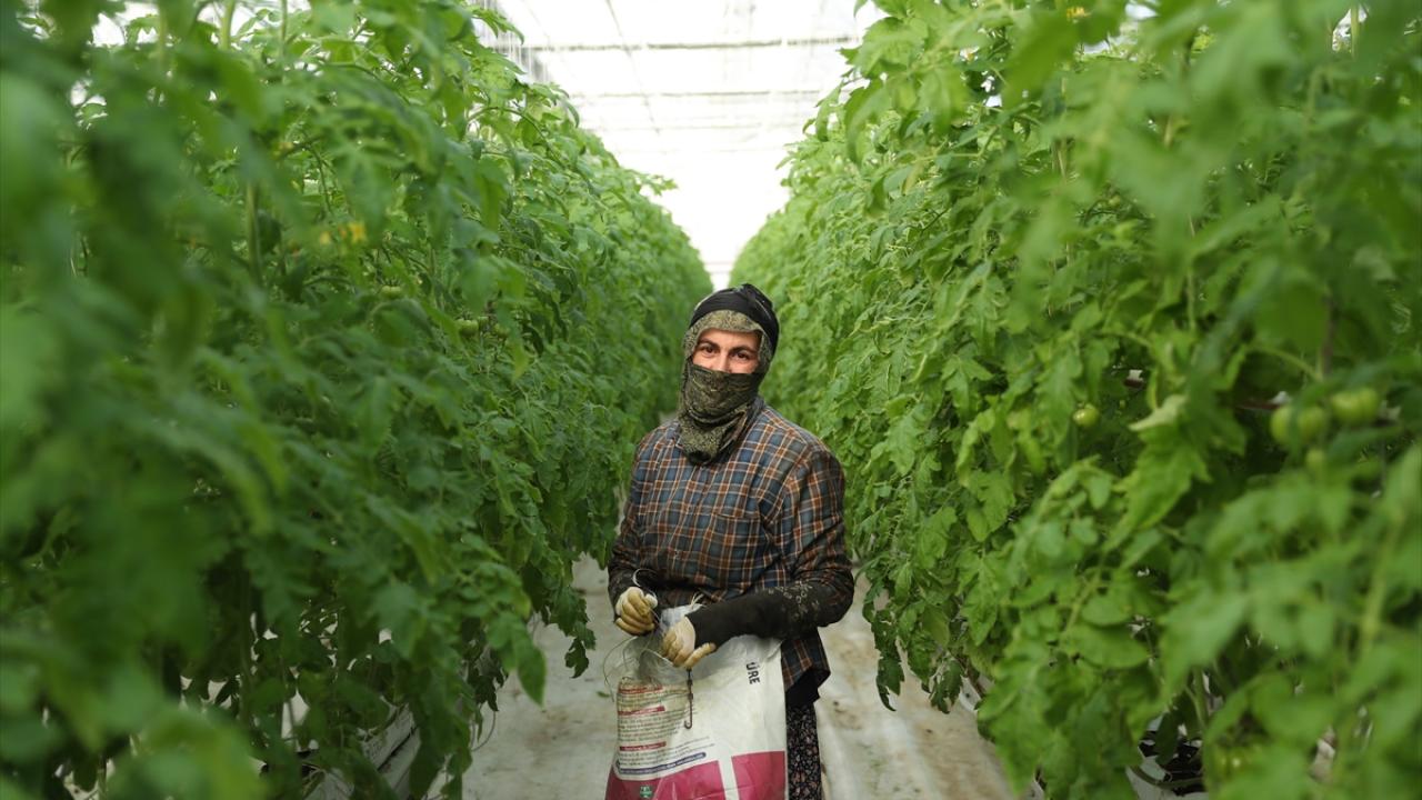 "1200 ton domates üretmeyi hedefliyoruz"