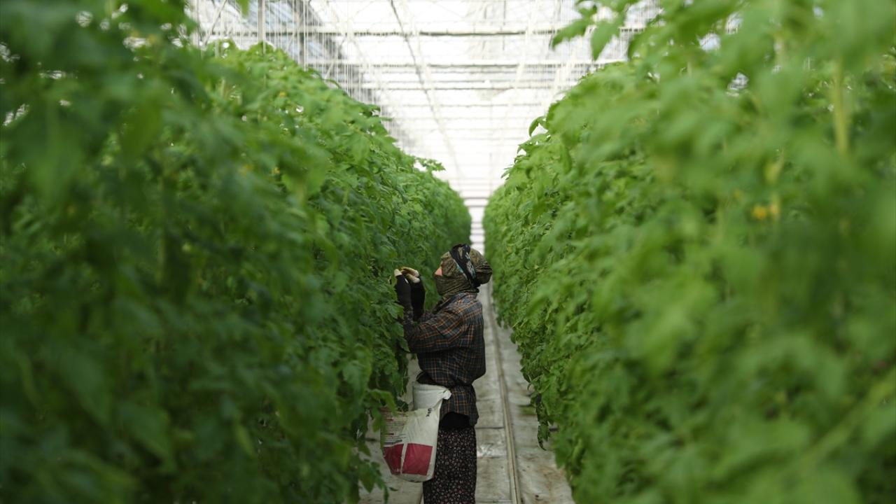 Sezonun ilk hasadı bir ay içerisinde başlayacak