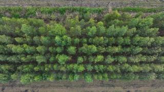 Ege'de yetiştirilen fidanlar Türkiye'nin geleceği için filizleniyor