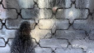 Doğu Anadolu'daki şehirlerde ağaçları kırağı, dereleri ve şelaleleri buz tuttu