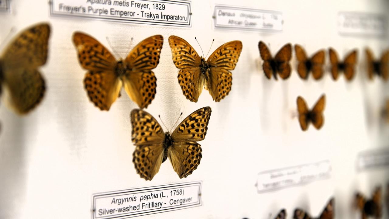 Müzede 754 canlı türüne ait 1923 örnek sergileniyor