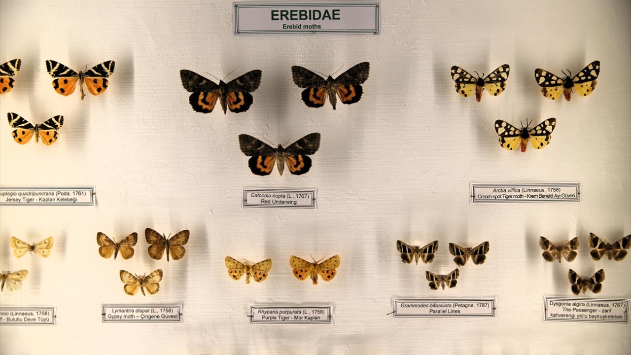 Öğrencilerin ilgisi daha fazla