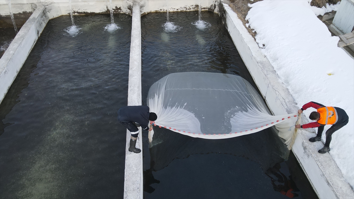 Yavru alabalık üretiminde tedarikçi kent