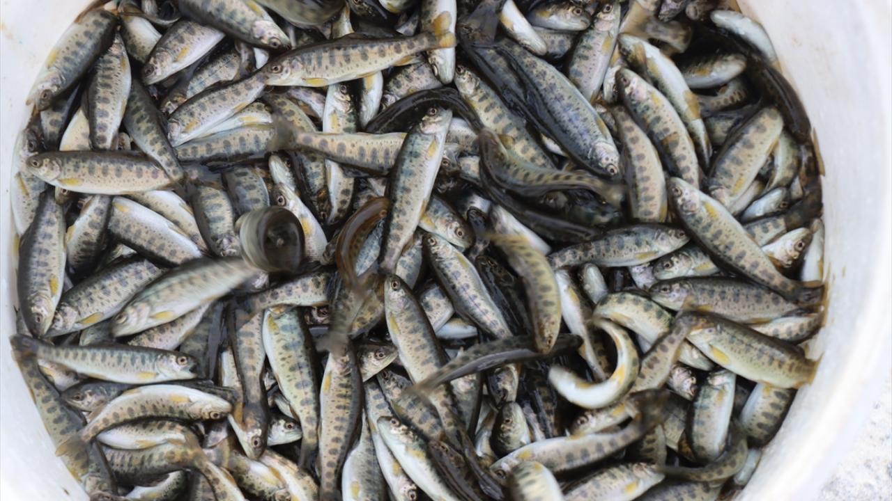 Balıklar somon olup ihraç ediliyor