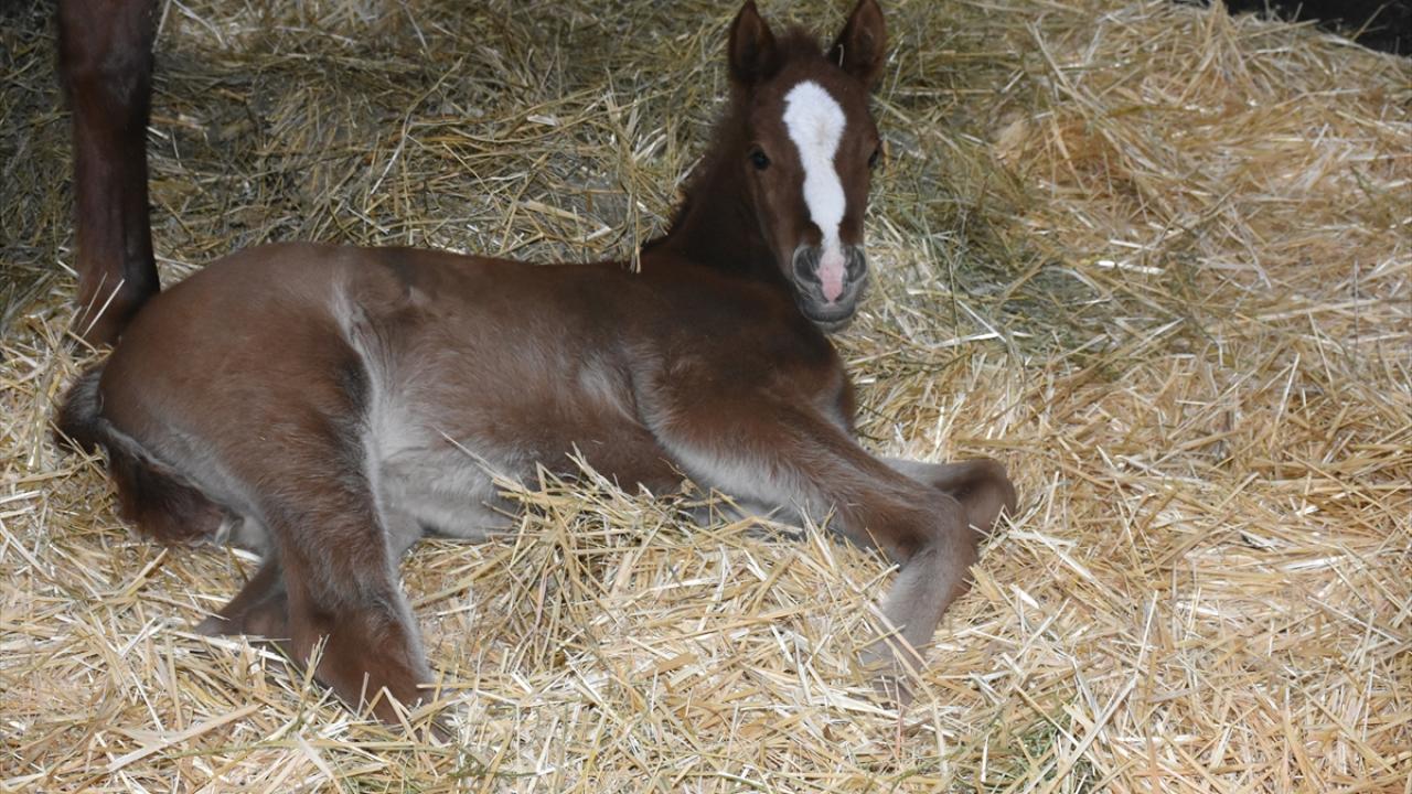 Geçen yıl at satışından 100 milyonluk gelir elde edildi