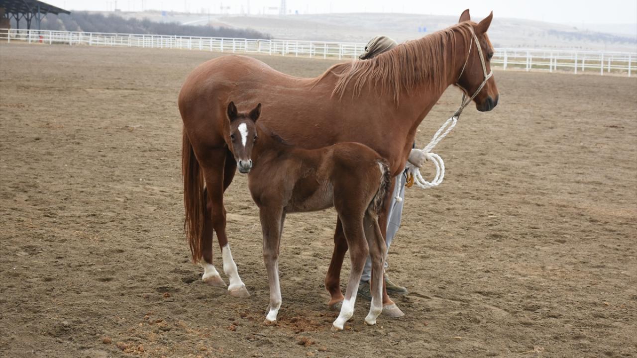 Kısraklar bireysel localarda doğum yapıyor