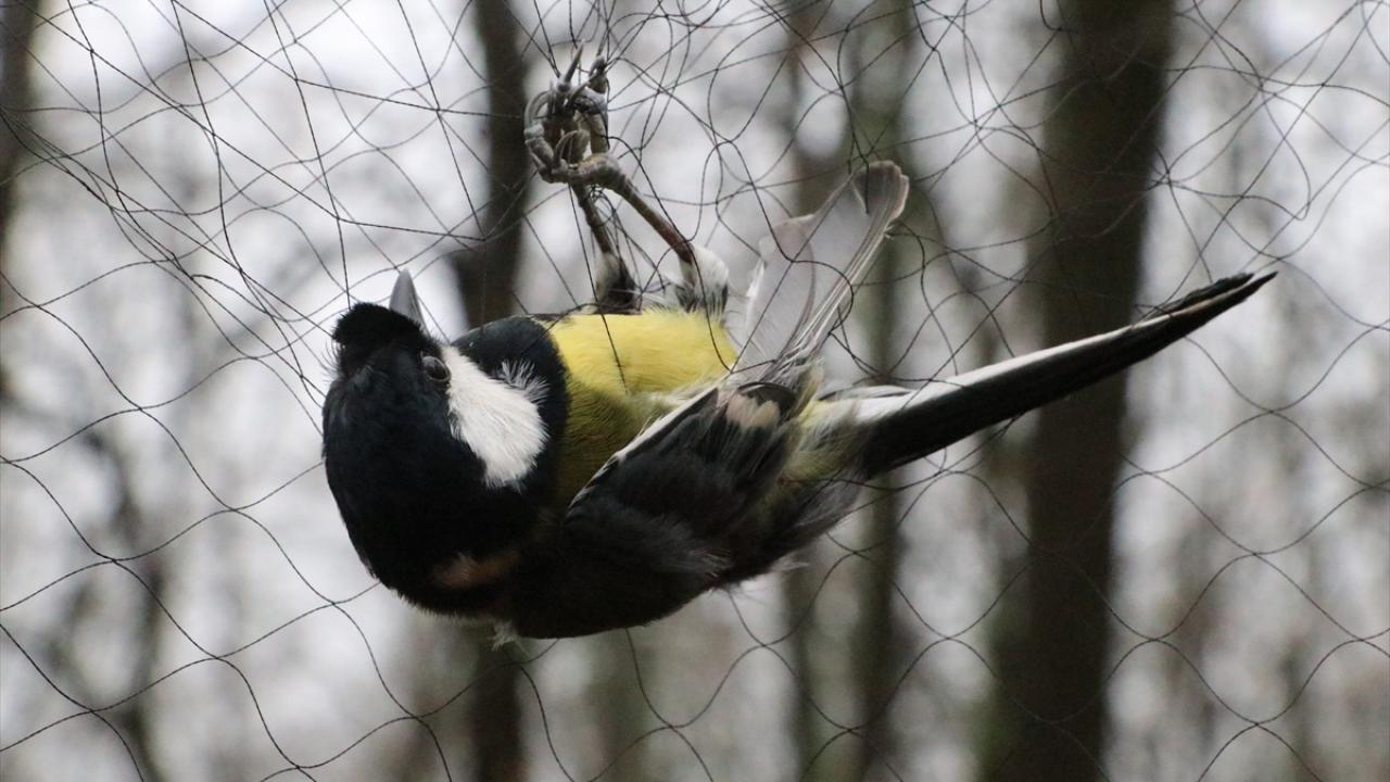 "Türkiye`de yıl bazlı halkalama yapılan tek istasyon"