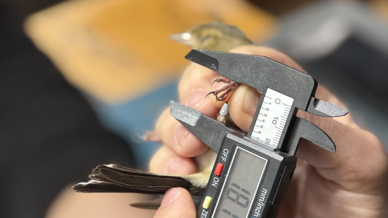 "Ormanya, kuşların konaklayıp dinlendiği nokta"