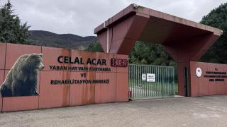 Bursa'da barınaktan ayı kaçtı