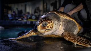 4 yıldır tedavi gören caretta caretta mavi sularla buluşacağı günü bekliyor