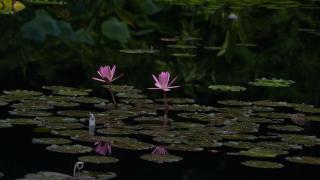 Kolombiya’nın büyüleyici botanik bahçesi: Jardin Botanico