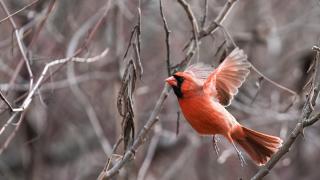 Toronto'daki Albay Samuel Smith Parkı'nda doğal yaşam