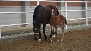 Şampiyon adayı taylar dünyaya gözlerini açmaya başladı