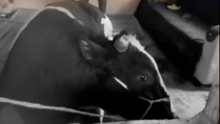 Kaçan tosun camı kırıp pencereden eve girdi