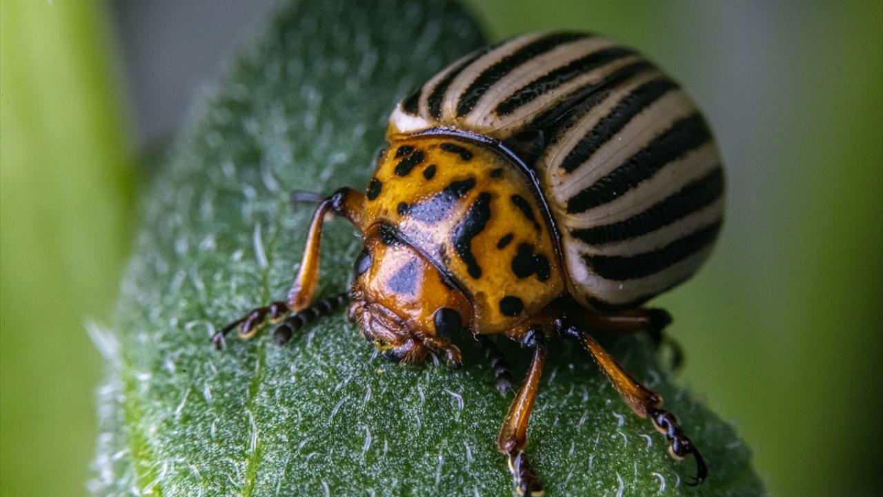 "Patates böcekleri 6 ay yemeden ve içmeden, kışı toprak altında geçiriyor"