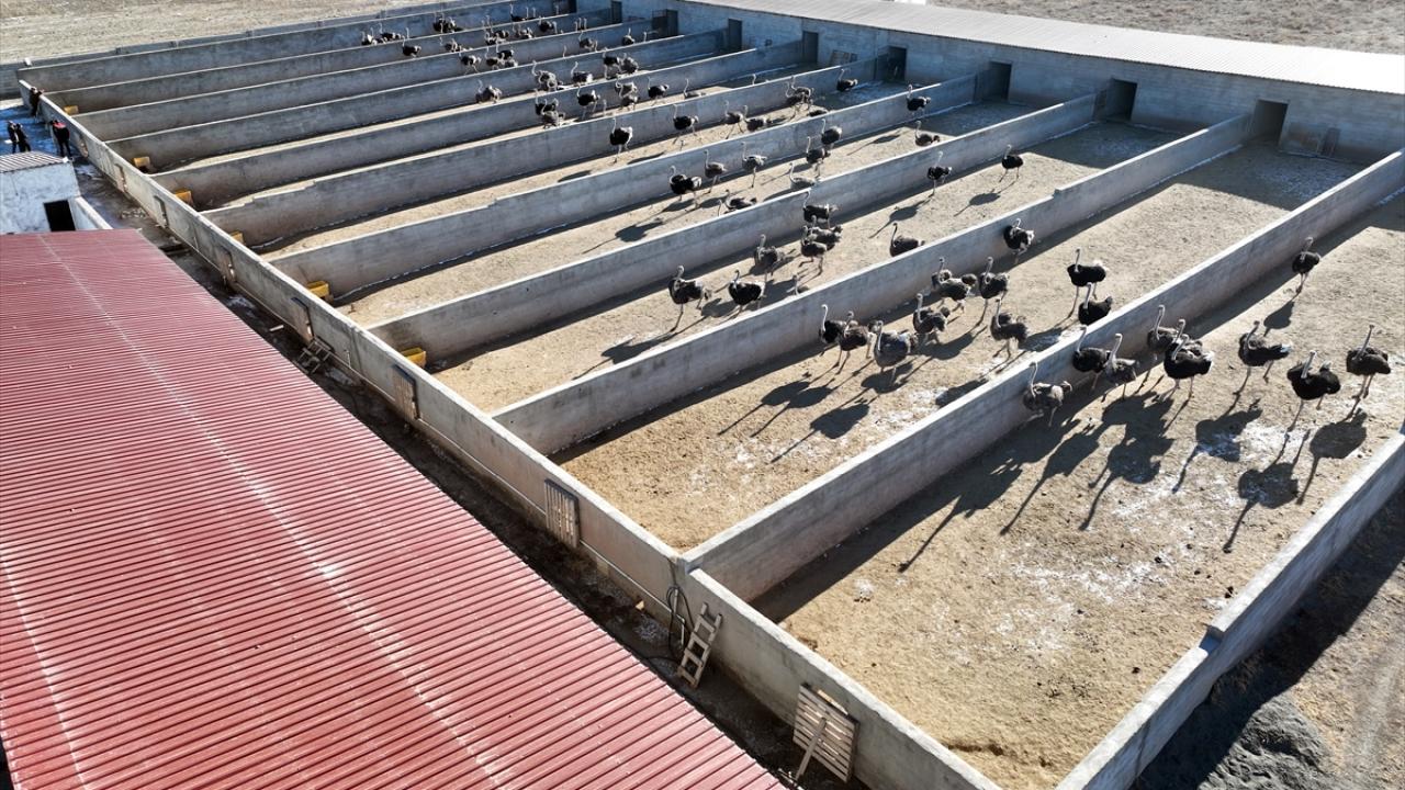 "Yumurtası 25 tavuk yumurtasına denk geliyor"