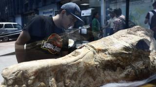 Peru'da 9 Milyon yıllık köpekbalığı fosilleri bulundu