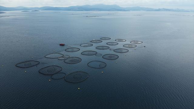 Tarım ve Orman Bakanlığı, Su Ürünleri Sürdürülebilirliği İçin Ulusal Eylem Planı'nı Yayımladı