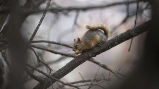 Munzur Vadisi Milli Parkı'nda doğal yaşam