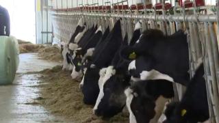 Veteriner fakültesinin örnek çiftliği