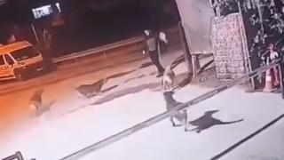 Beyoğlu'nda başıboş köpekler yolda yürüyenlere saldırdı