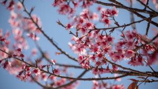 Tayland'da sakura çiçekleri açtı