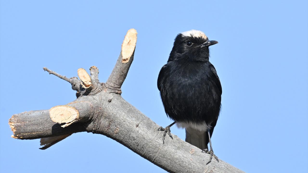 "Kuş bilimci olup çevreye katkısı olacak"