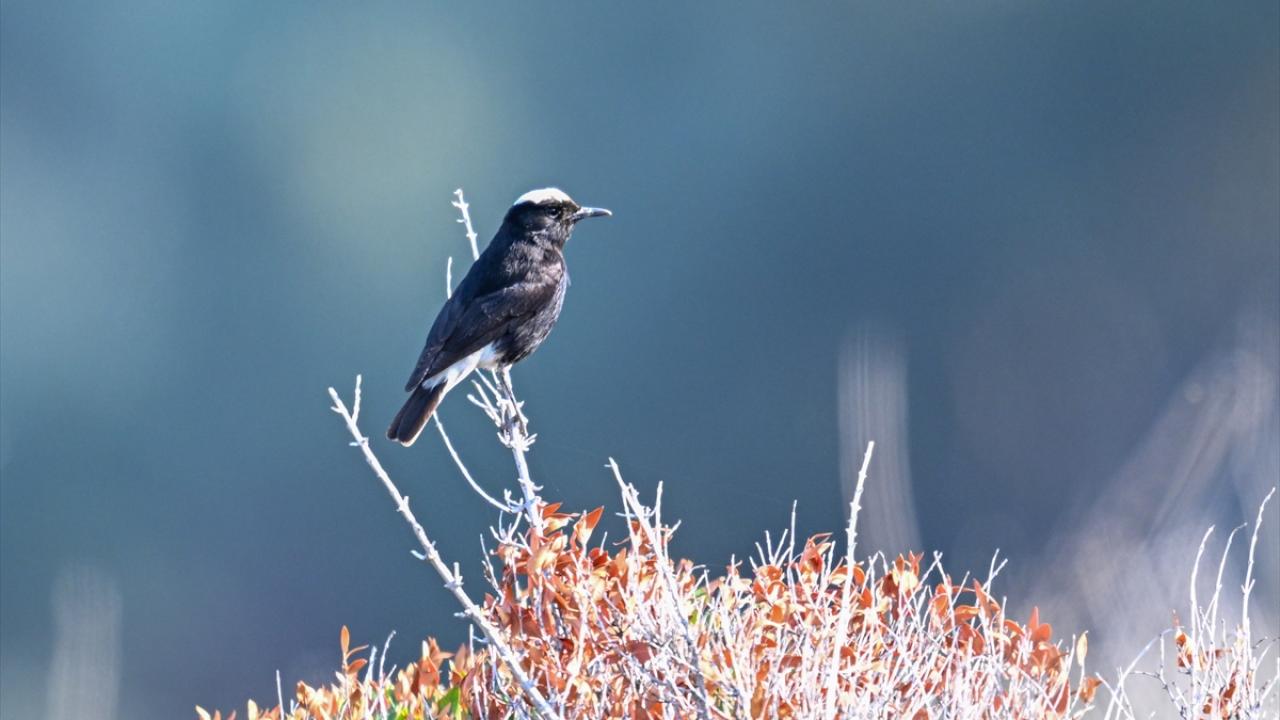 Ak tepeli kuyrukkakan hakkında