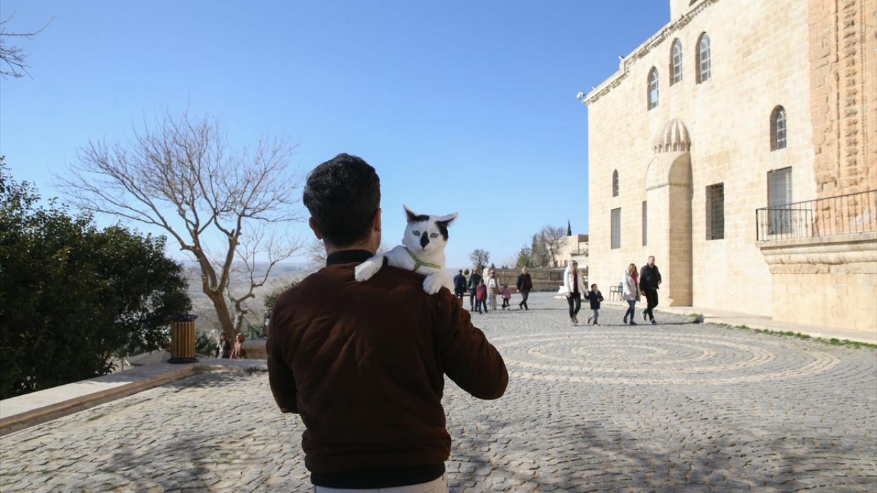 Kedinin önceki sahipleri enkaz altında kalarak hayatını kaybetmiş