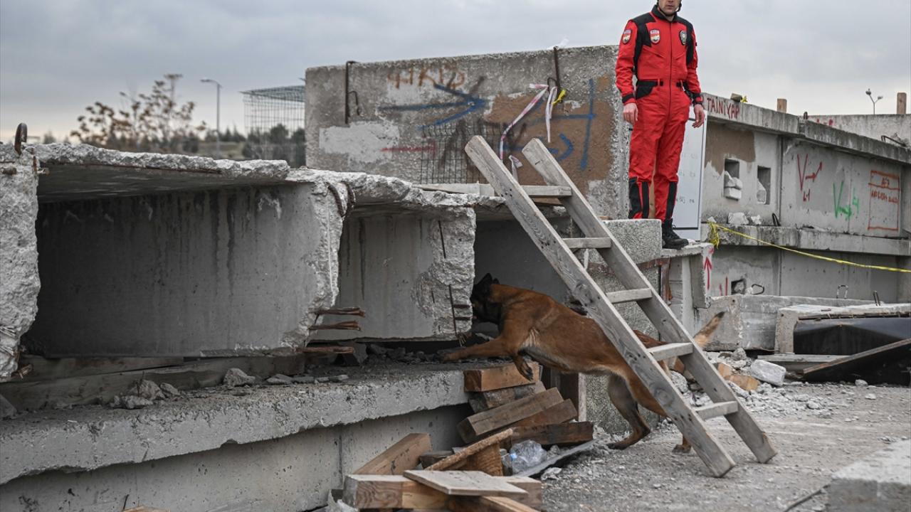 Hassas burunlu dedektör köpekleri 74 kişiye umut oldu