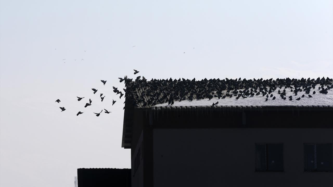 "Normal şartlarda kışın göç etmeyen veya kısmen göç eden türler de var"