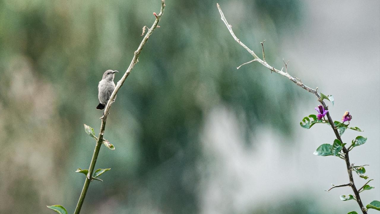 Filistin nektar kuşu