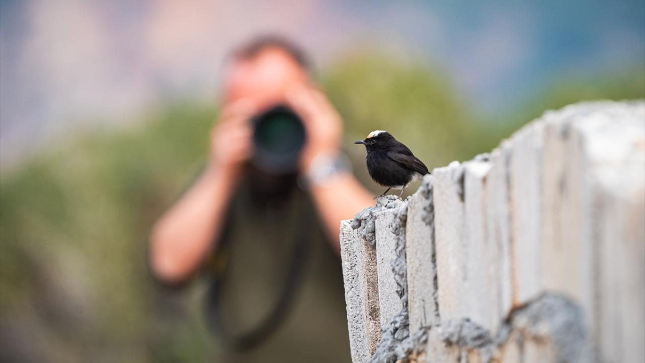 Ak tepeli kuyrukkakan